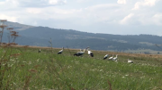 Gólyák