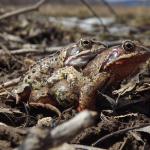 Kecskebéka (Rana temporaria)