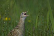 Haris (Crex crex)