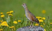 Haris (Crex crex)