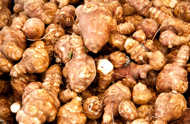 csicsóka (Helianthus tuberosus)