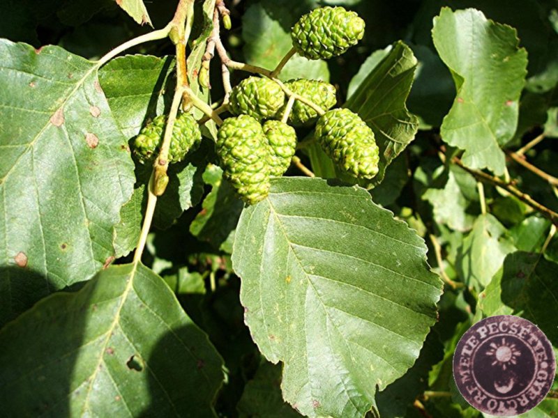 Beregfa - Alnus Glutinosa