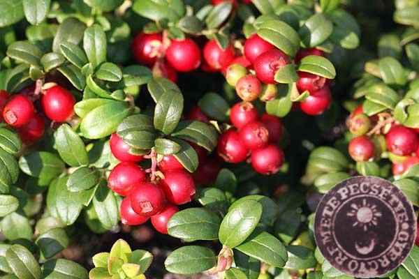 Piros kokojza (Vaccinium vitis-idaea L.)