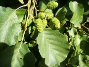 Beregfa - Alnus Glutinosa