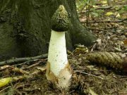 Faszkógomba - erdei szömörcsög - Phallus Impudicus