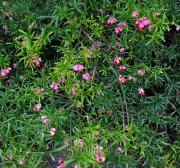 Kecskerágó - Euonymus nanus