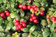 Piros kokojza (Vaccinium vitis-idaea L.)