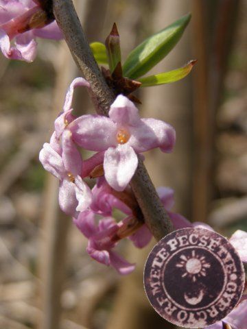 Farkasboroszlán - Daphne mezereum