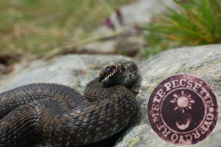 Keresztes vipera  (Vipera berus) 