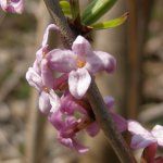 Farkasboroszlán - Daphne mezereum