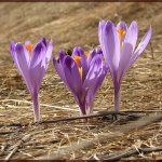 Kárpáti sáfrány - Crocus heuffelianus
