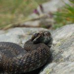 Keresztes vipera  (Vipera berus) 