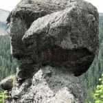 A nagy kőgomba közelképe