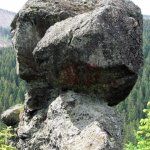 A nagy kőgomba közelről