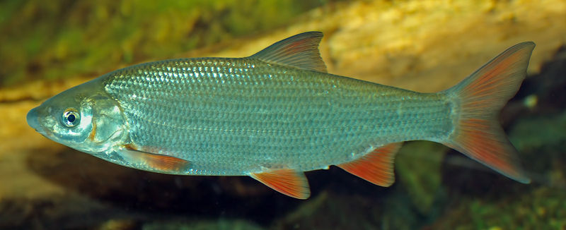 Vésettajkú paduc - Chondrostoma Nasus