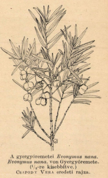 papsapka