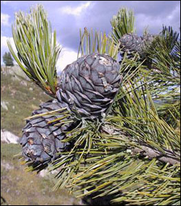 Cirbolyafenyő Pinus Cembra