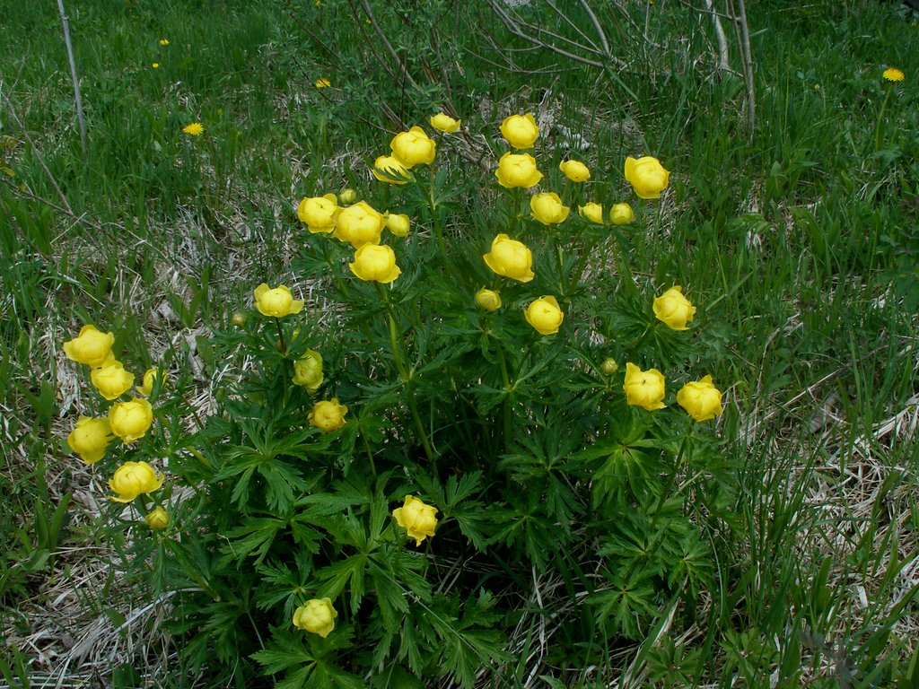 Zergeboglár - Trollius europaeus - pünkösdi rózsa